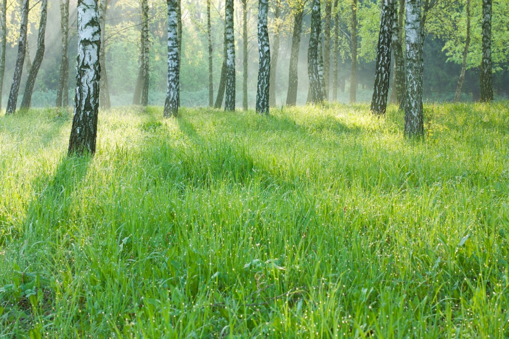 Birch Grove in the morning mist - spring nature