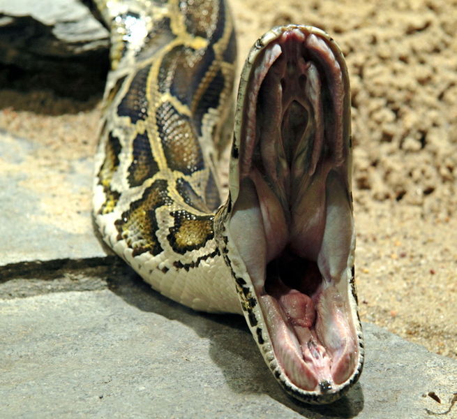 Python-mouth-open