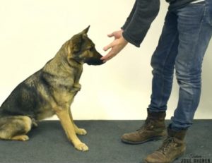 jose-ahonen-ja-koira