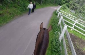 hevonen-liikenteessä