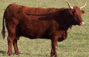 härkä_wikimediacommons