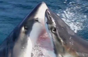 valkohait-taistelevat