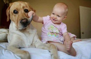 koiratjalapset-artik