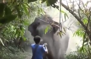 mp-norsu-hyokkaa-artik