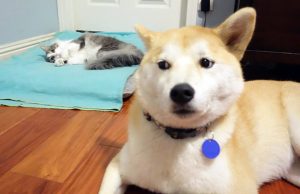 mp-kissat-valloittaneet-artik