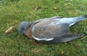 mp-pulu-kannissa-artik