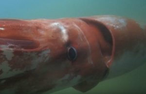 mp-jattilaiskalmari-japani-artik