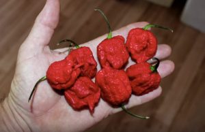 mp-tulista-chilia-artik