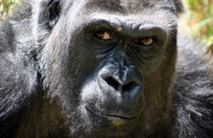 Gorilla