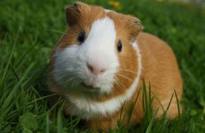 mp-kaikkea-kaupataan-artik