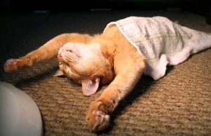 mp-nukkuvat-kissat-artik