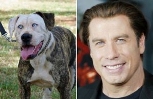 koira-john-travolta