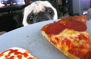 mp-nalkaiset-koirat-artik