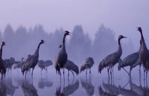 kurkia_jouni_suikkanen-crop