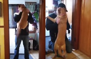 mp-koira-omistaja-jalleentapaaminen-artik