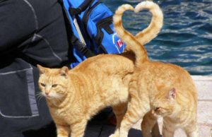 mp-yhteensattumia-hauska-artik