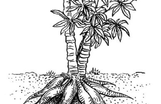 maniokki-mukulat-cassava-artikkeli