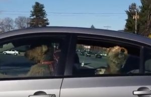 mp-karsimattomat-koirat-artik