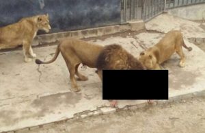 mp-mies-leijona-hakki-artik-sensuroitu