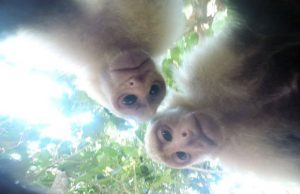 mp-apina-gopro-selfie-artik