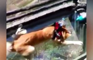 mp-koira-lasitasanne-artik