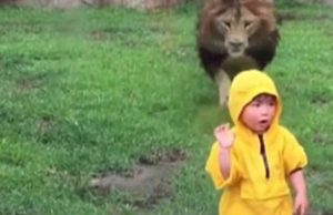 mp-leijona-lapsi-artik