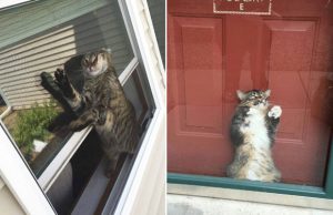 mp-lemmikit-jumissa-artik