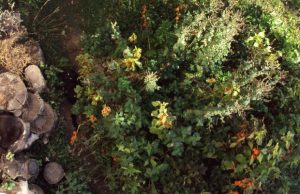 mp-loyda-kissa-artik