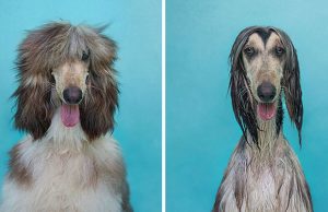 mp-koirat-kylvyssa-artik2