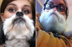 mp-lemmikkiparrat-artik