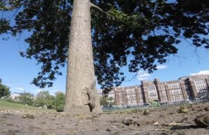 mp-orava-gopro-artik