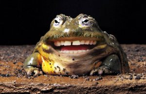 mp-ihmisen-suu-elain-artik