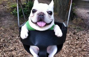 mp-lemmikki-keinussa-artik