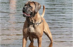 koira-vito-sari-kabanow-facebook-crop