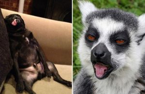 mp-elaimet-krapula-artik