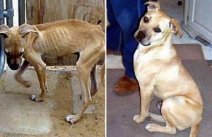 mp-ennenjajalk-lemmikki2-artik