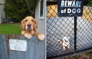 mp-varokaa-koiraa-kyltti-artik