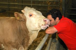 bandit-sonni-gut-aiderbichl