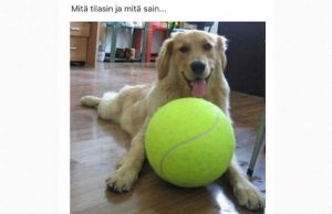 koira-tennispallo-pallo