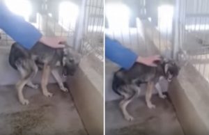 mp-koira-kohdeltu-huonosti-artik