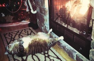 mp-lemmikit-lampimassa-artik