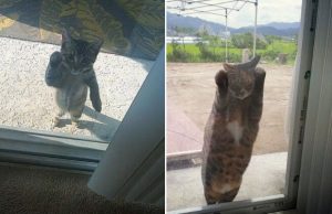 mp-sisalemmikki-artik