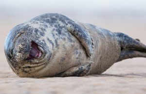 mp-hylje-nauru-artik