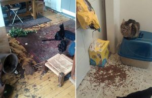 mp-kissat-sotkevat-artik