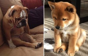 mp-rankka-paiva-koira-artik