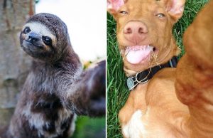 mp-selfie-elaimet-artik