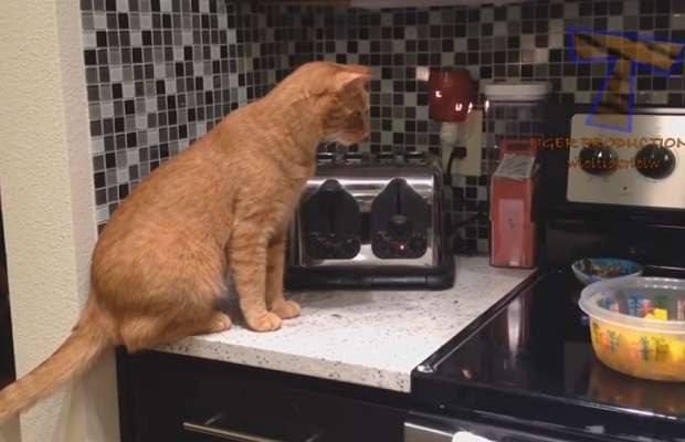kissa-keittiö