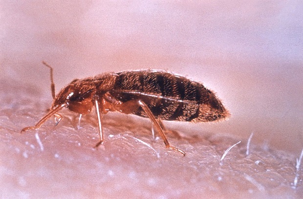 lude-Cimex_lectularius-wikimedia-commons