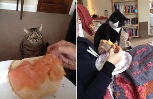 mp-nalkaiset-kissat-artik