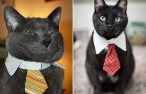 mp-toimistohommia-kissa-artik